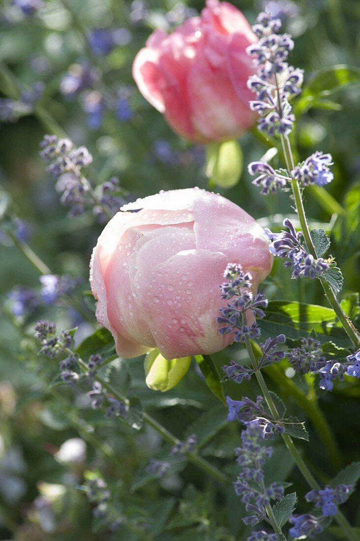 Paeonia lactiflora (Edel-Pfingstrose) mit Nepeta (Katzenminze) im Morgentau