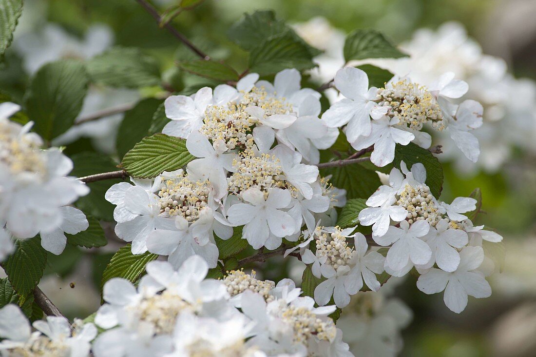 Viburnum plicatum 'Mariesii' (Japanischer Schneeball)