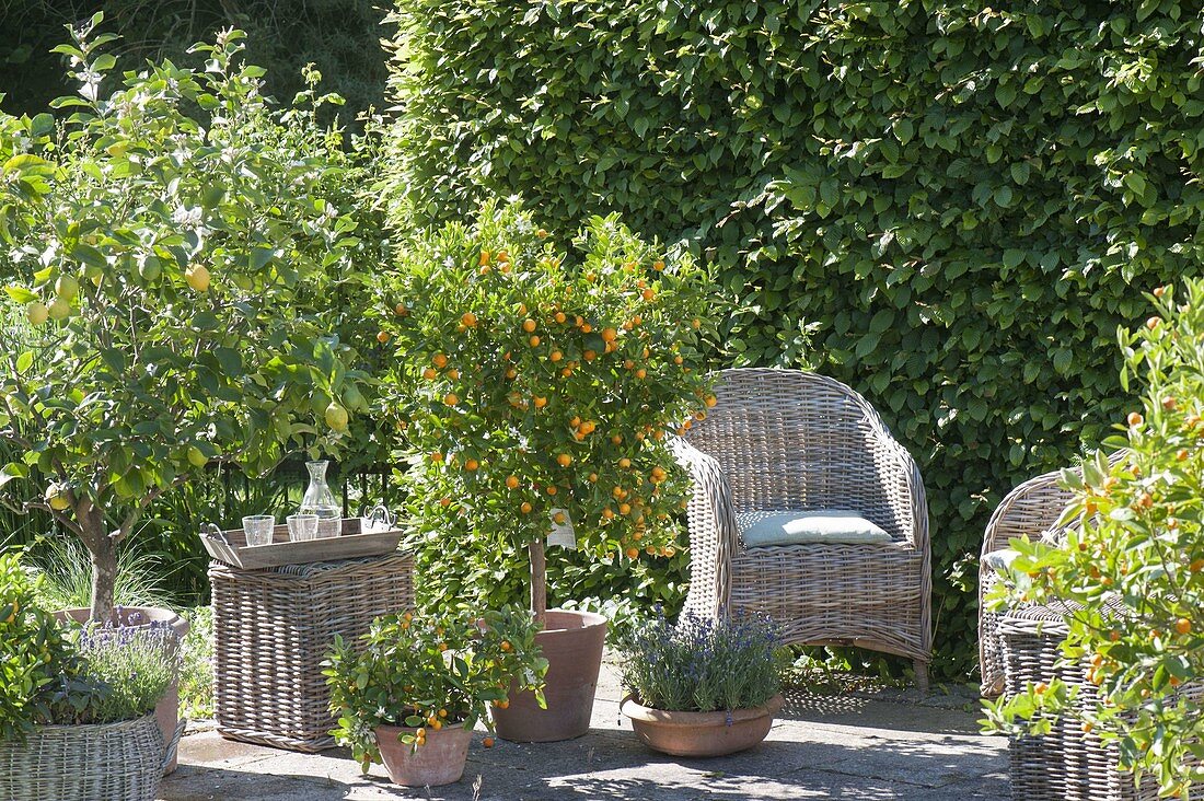 Fragrance terrace with Citrus limon, Citrofortunella microcarpa