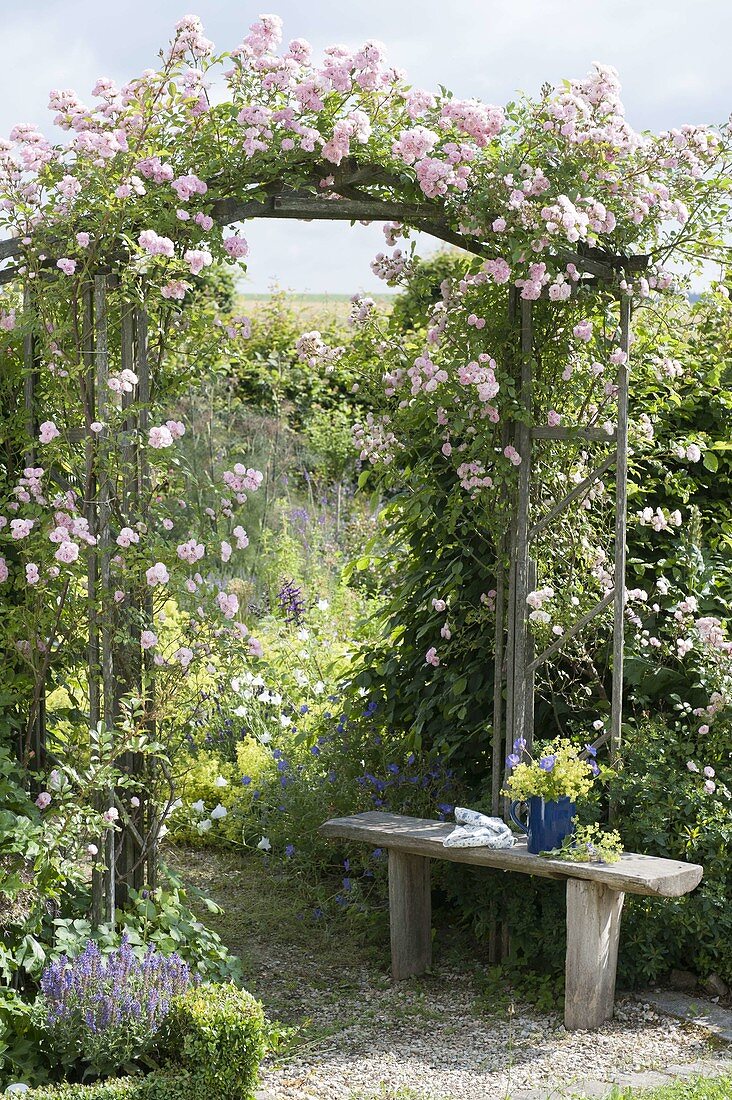Rose arch with pink 'cherry rose' (rambler rose), more flowering