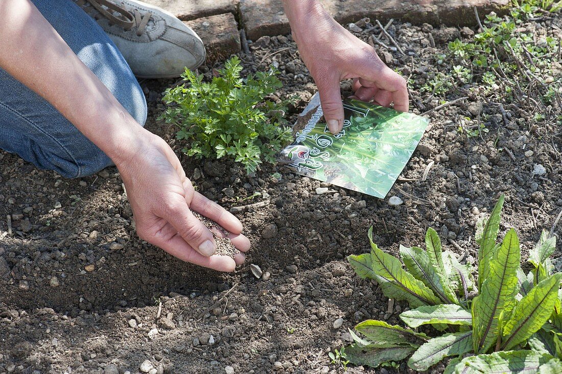 Vegetable sowing in organic garden