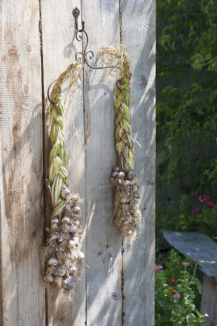 Freshly harvested garlic (Chinese chives)