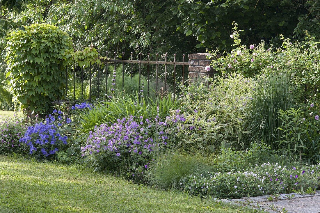 Create perennial flowerbed with cranesbill and grasses
