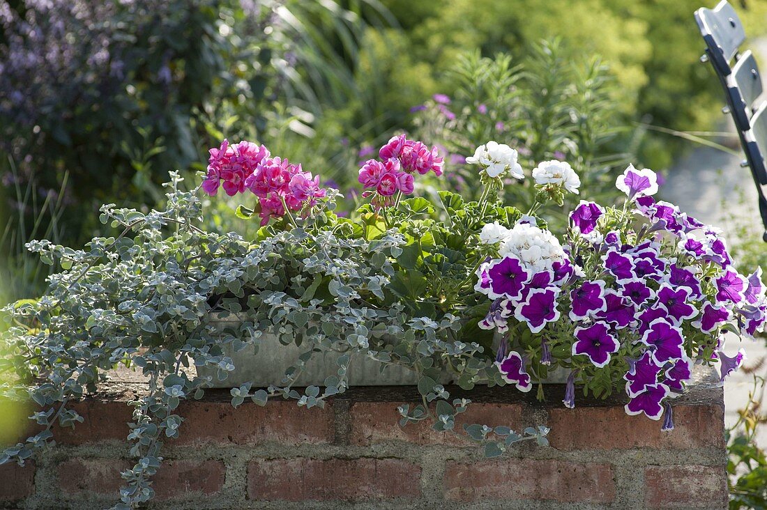 Petunia Sanguna 'Purple Picotee' (Petunie), Helichysum petiolare 'Silver'