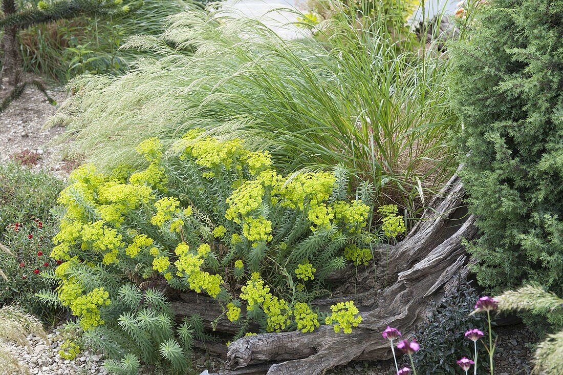Pebble bed with Euphorbia cyparissias and Stipa