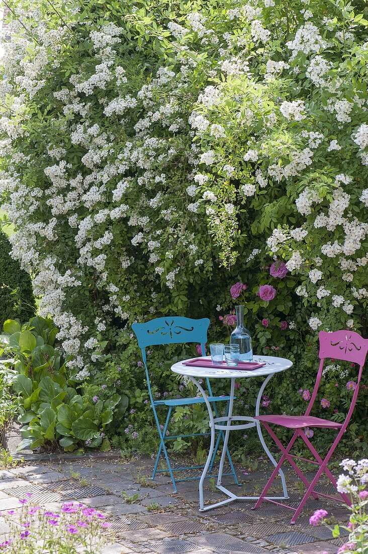 Kleiner Sitzplatz unter Rosa multiflora (Vielblütiger Rose), Bergenia