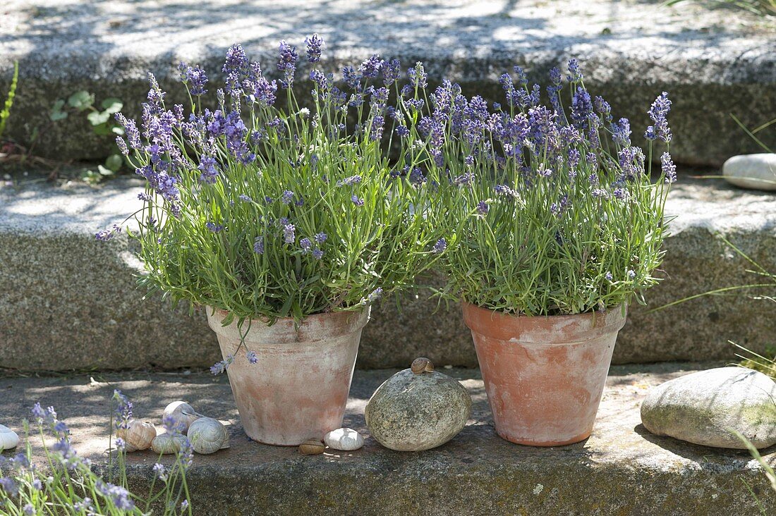 Tontoepfe mit Lavendel (Lavandula) auf Granit-Treppe