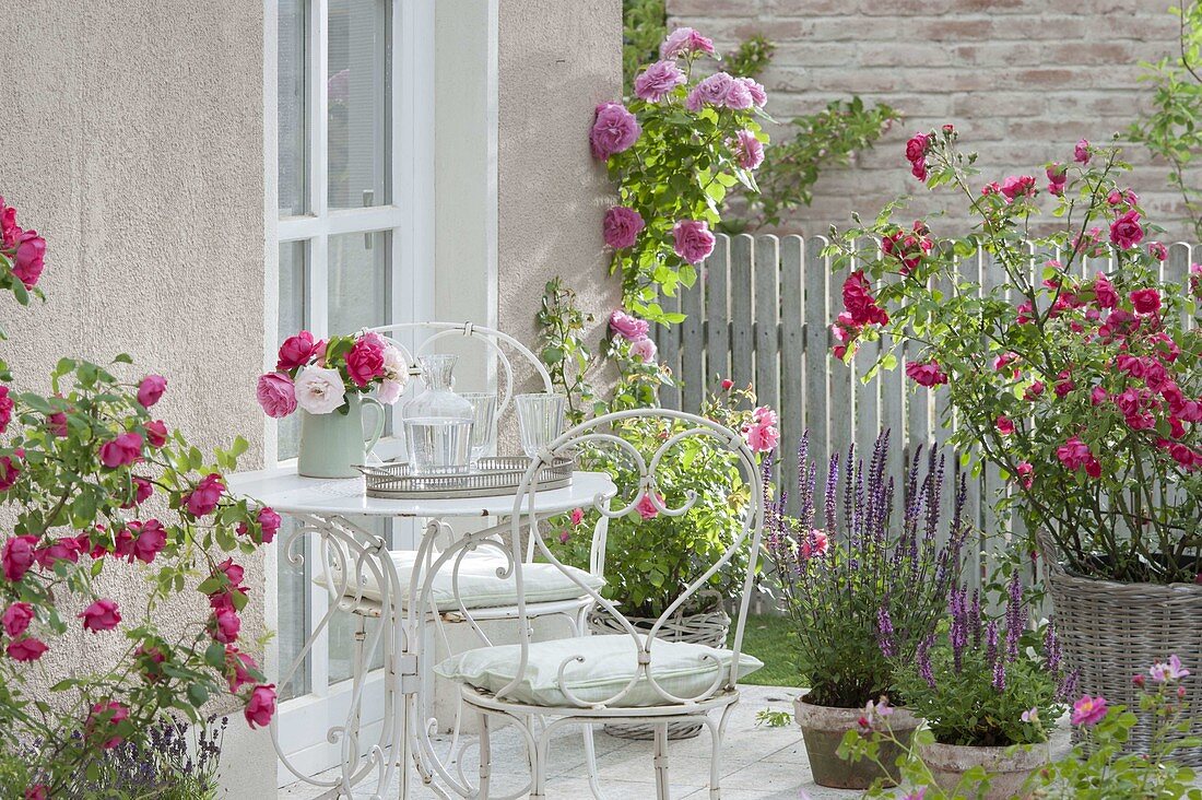 Terrasse mit bluehenden Rosa (Rosen), Salvia nemorosa (Steppen-Salbei)