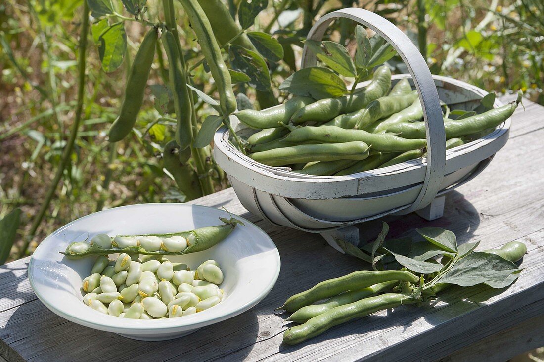 Freshly picked field bean (Vicia faba), also broad bean