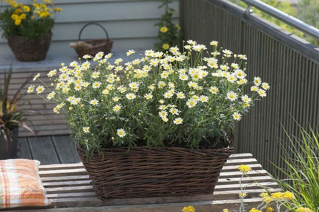 Basket Box with Argyranthemum frutescens 'Courtyard Citronelle'