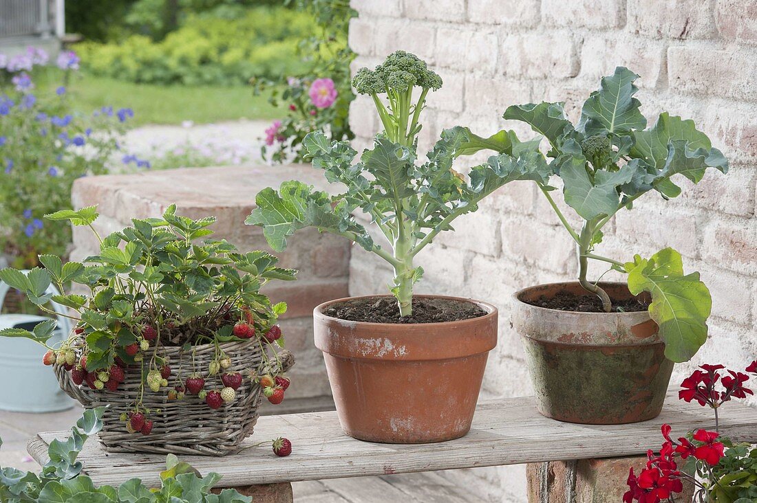 Strawberries in the basket box and broccoli in clay pots