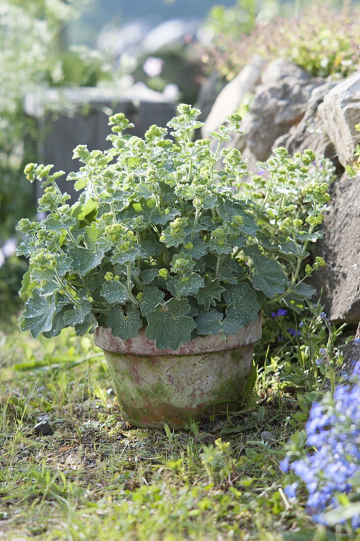 Alchemilla xanthochlora (Gewöhnliche Frauenmantel) im Tontopf