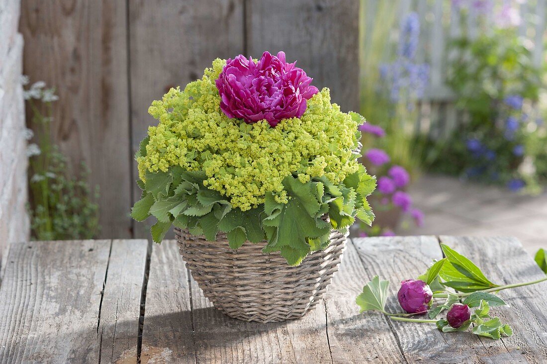 Kleiner Biedermeierstrauss aus einer Blüte von Paeonia (Pfingstrose)