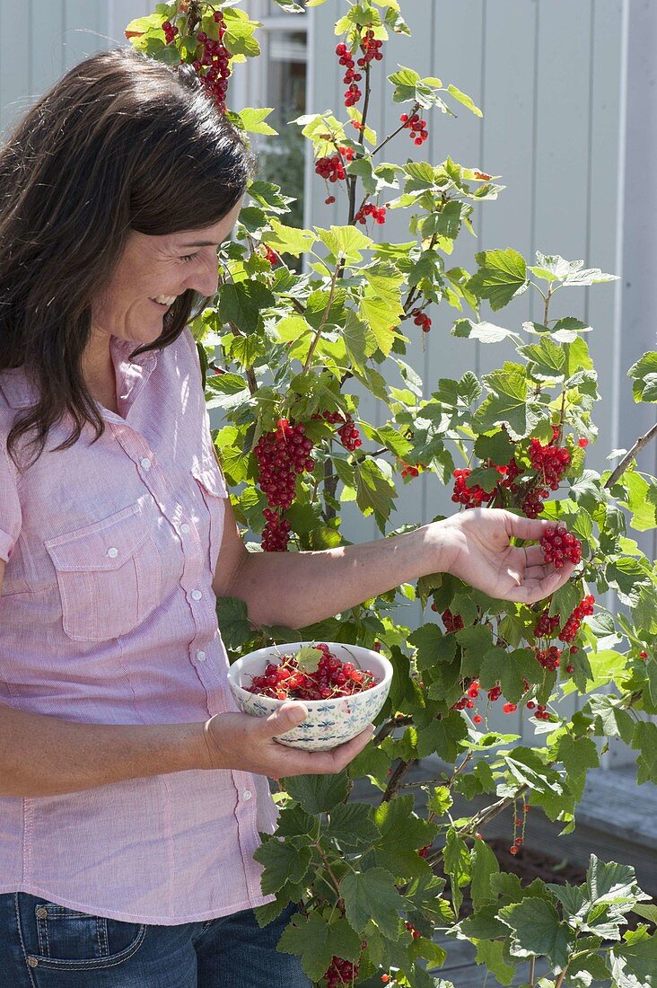 Woman picking redcurrants (Ribes rubrum)