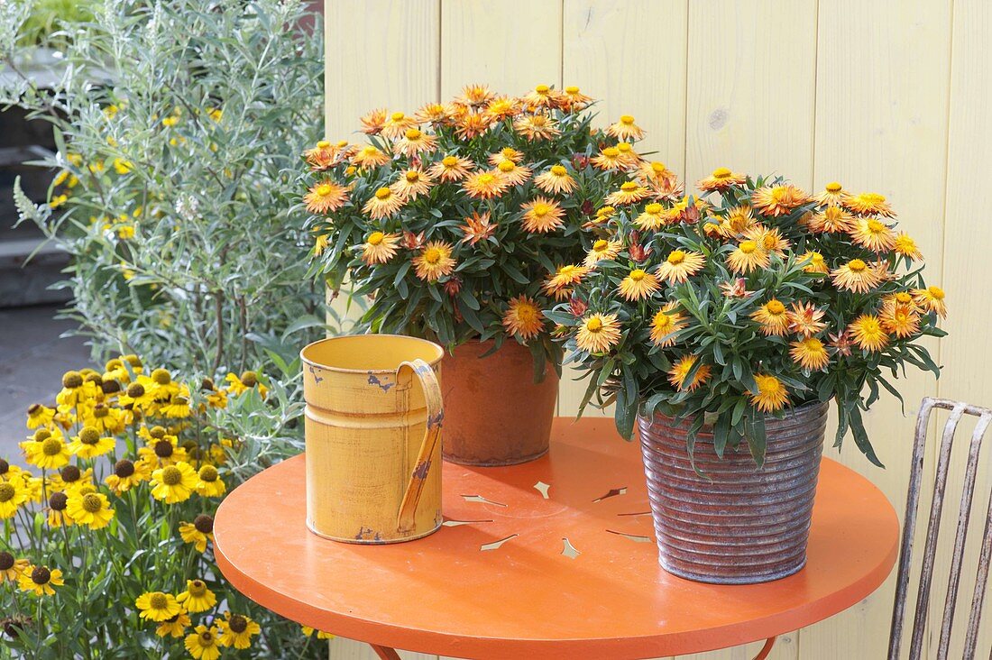 Bracteantha Sunbrella 'Orange' syn. Helichrysum (straw flower)