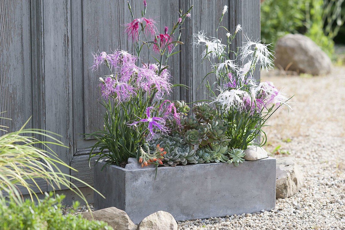 Gray box with Dianthus superbus 'Spooky'