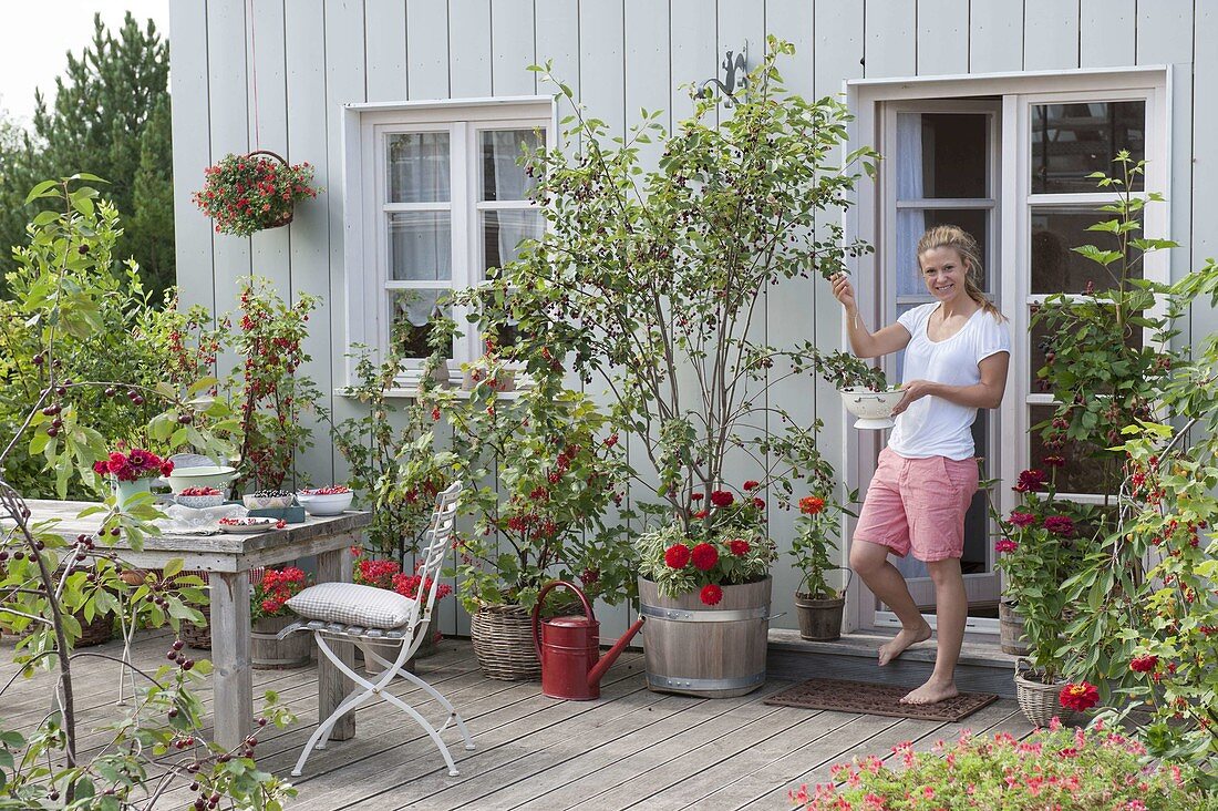 Naschterrasse mit Beerenstraeuchern