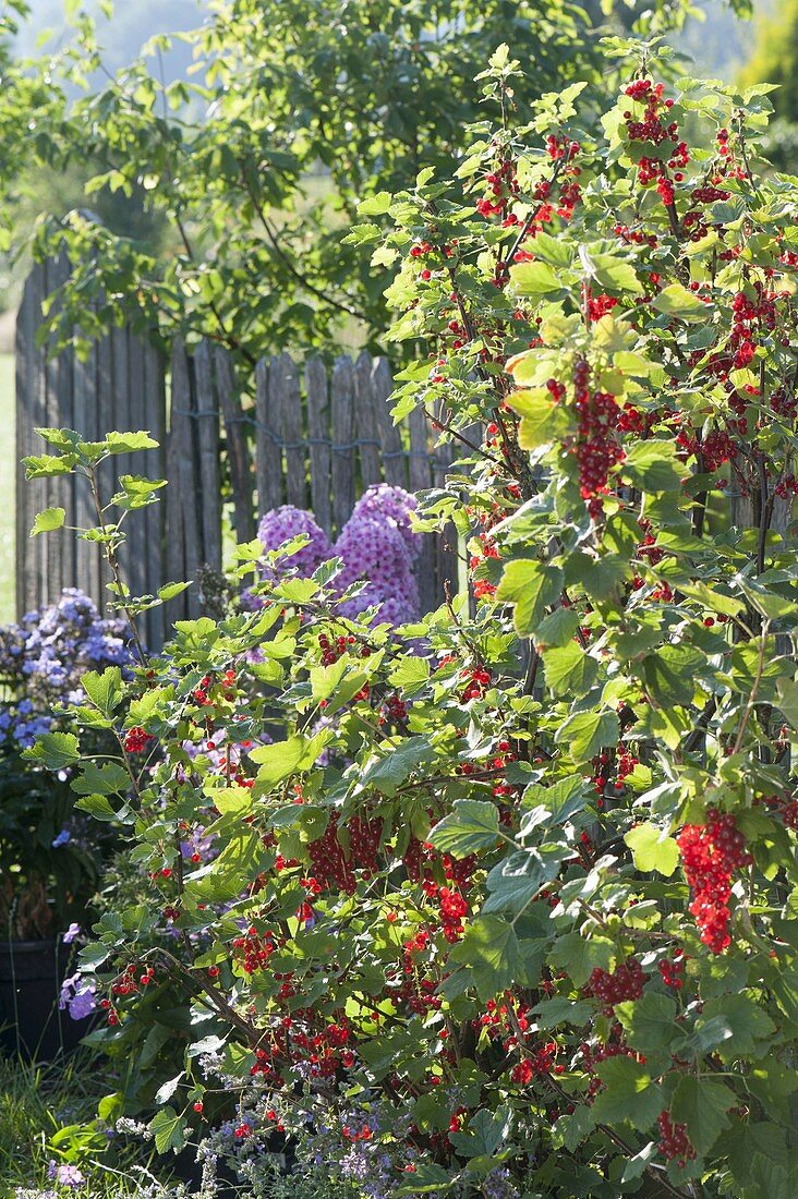Rote Johannisbeeren (Ribes rubrum) im Garten
