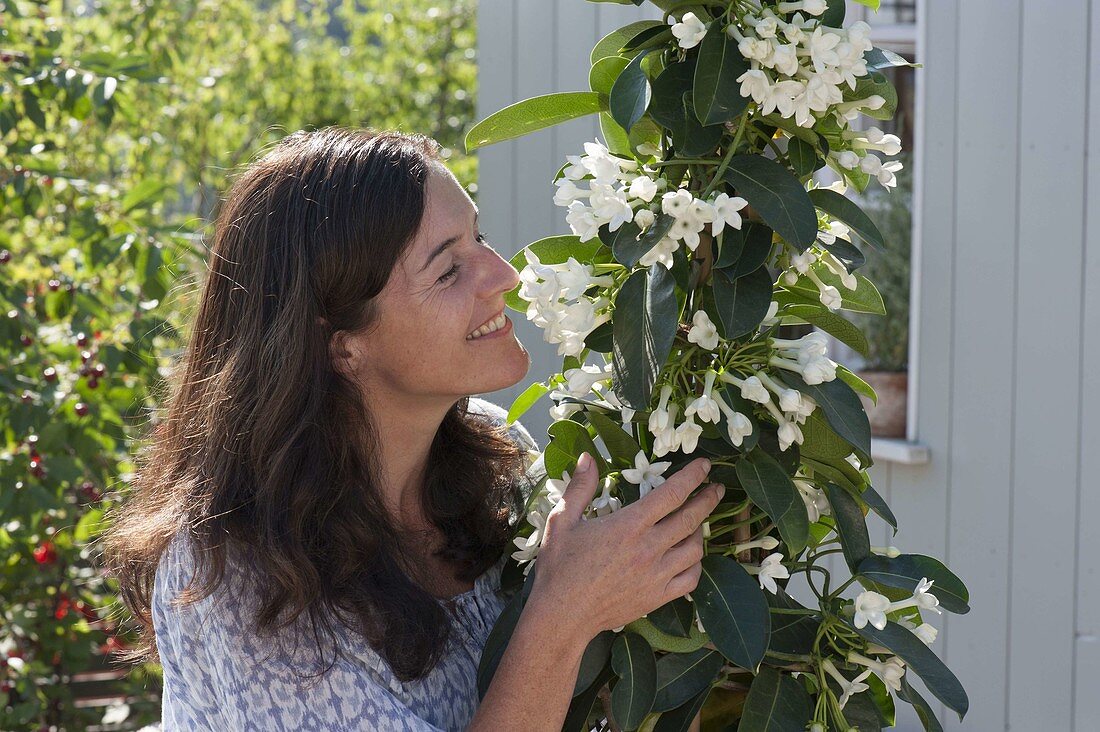 Woman enjoys the sweet scent of Stephanotis floribunda
