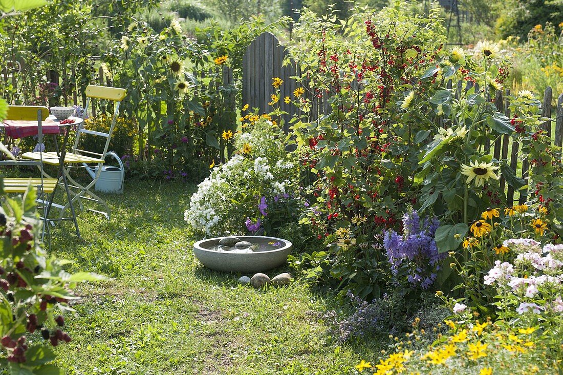 Kleiner Garten mit Helianthus annuus (Sonnenblumen), roten Johannisbeeren