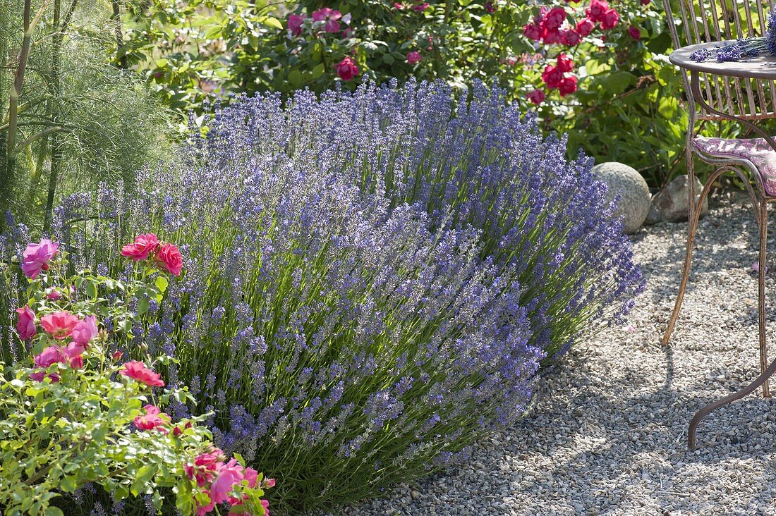 Ueppig blühender Lavendel (Lavandula) mit Rosen neben Kiesterrasse