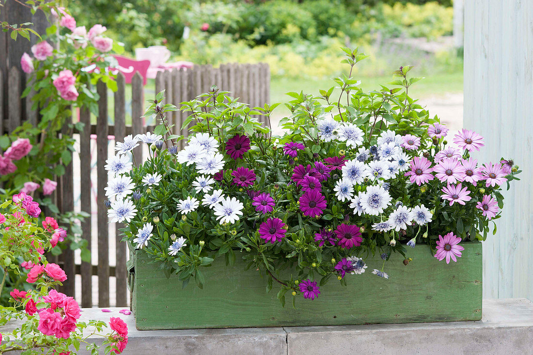 Green wooden box with Osteospermum 'Double White Lavender Center'