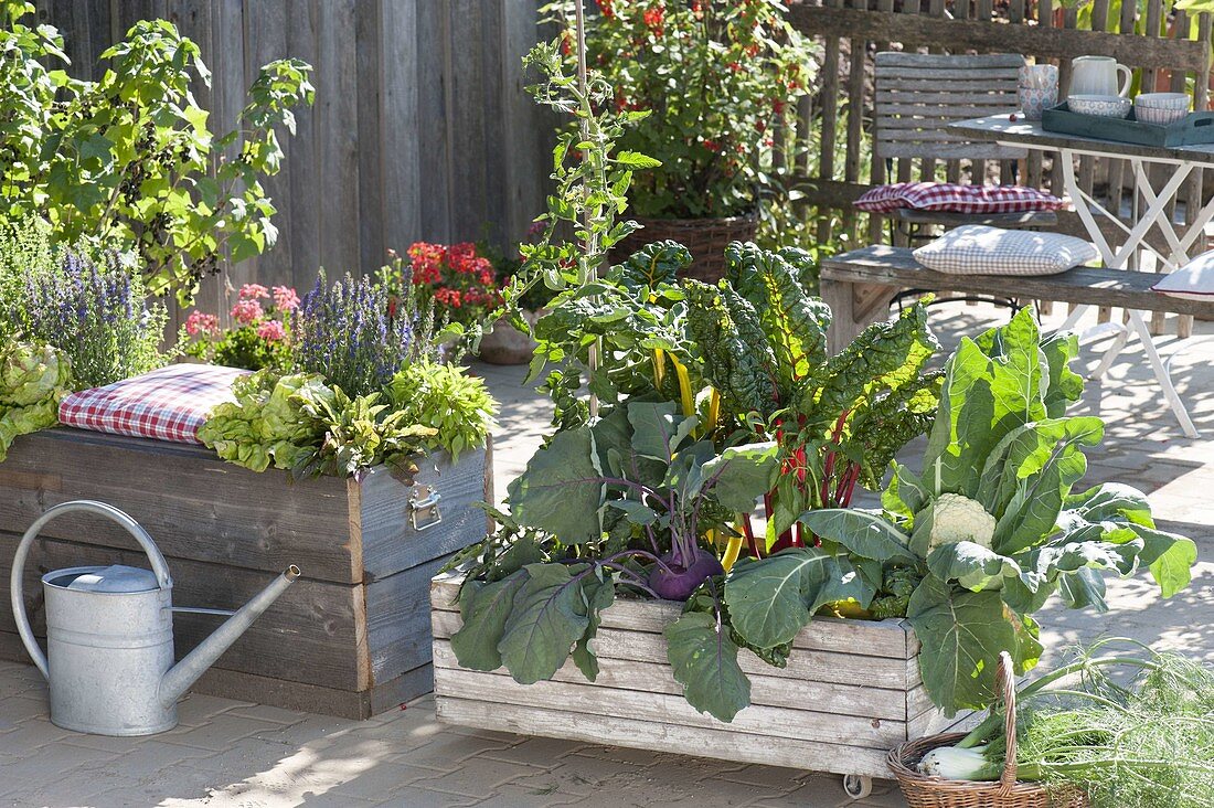 Fahrbarer Holzkasten mit Kohlrabi, Blumenkohl (Brassica), Mangold