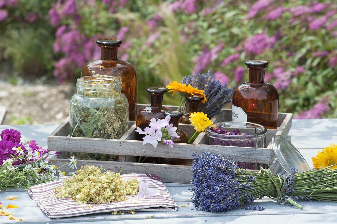 Herbs for drying for tea, wellness and cosmetics