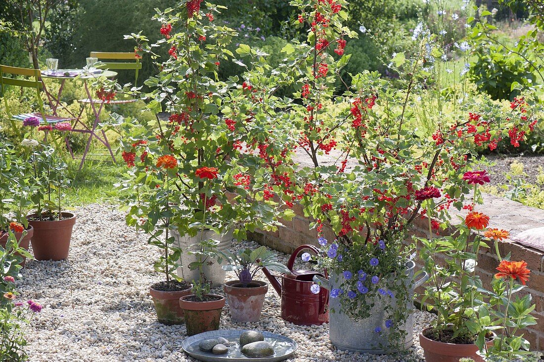 Red gravel terrace with redcurrants