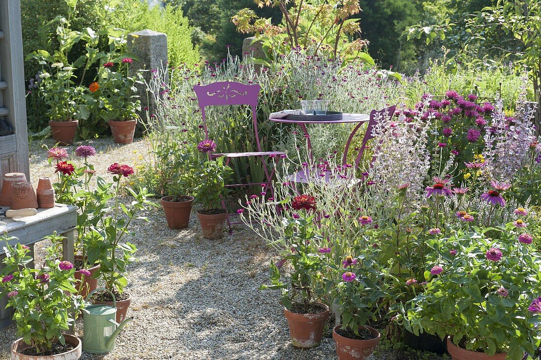 Kleine Sitzgruppe auf Kiesterrasse, Töpfe mit Zinnia (Zinnien)