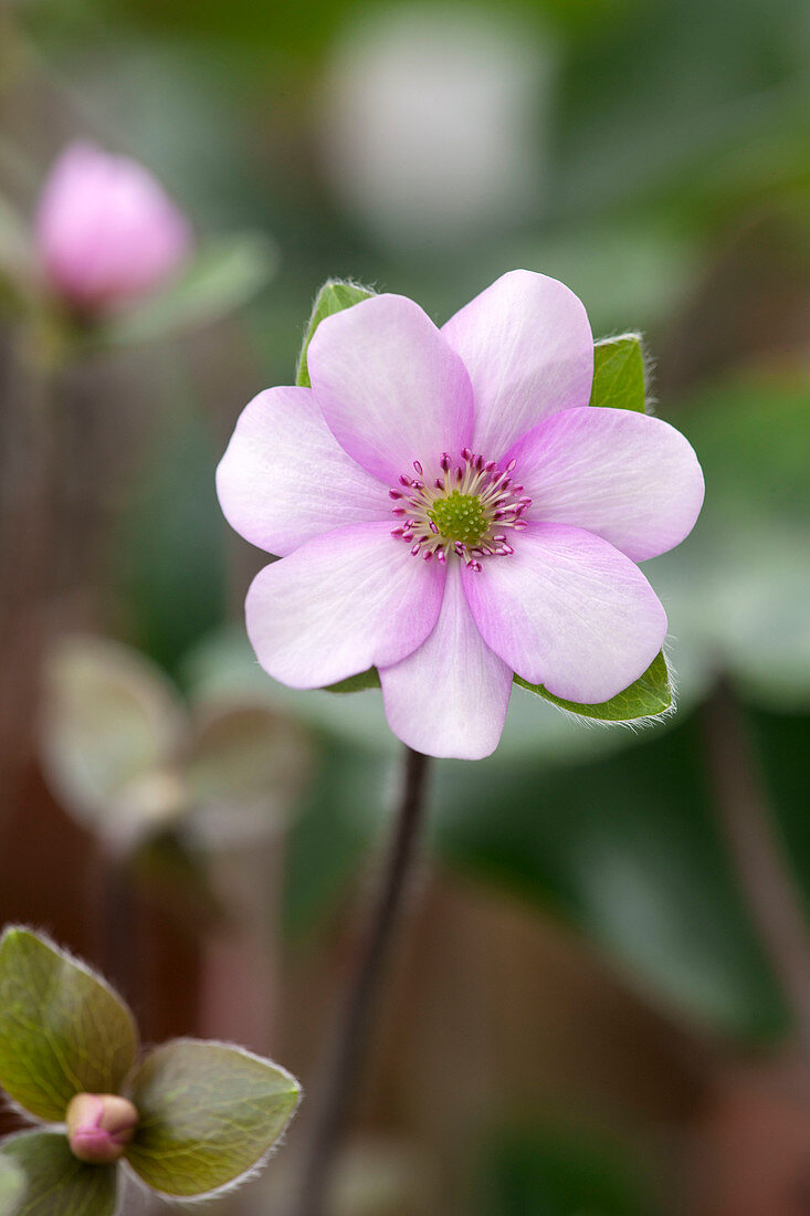 Sammlung von Hepaticas - Hepatica x schlyteri