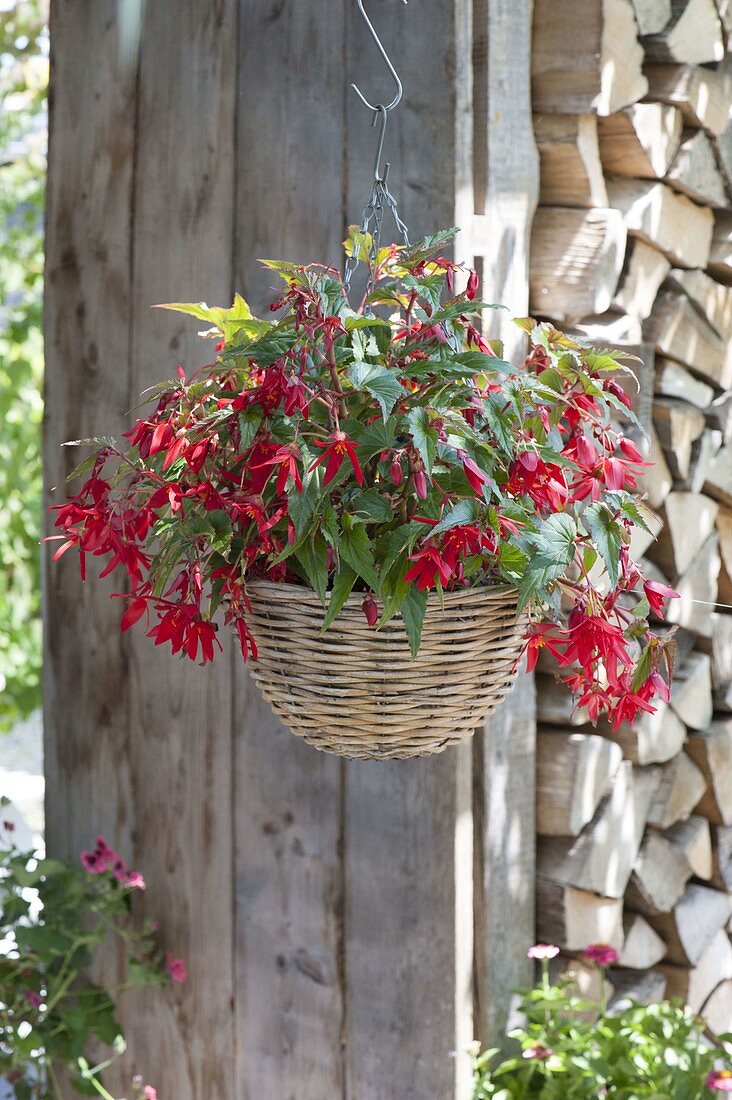 Hanging Basket with Begonia Boliviensis Waterfall 'Sparkler Red'