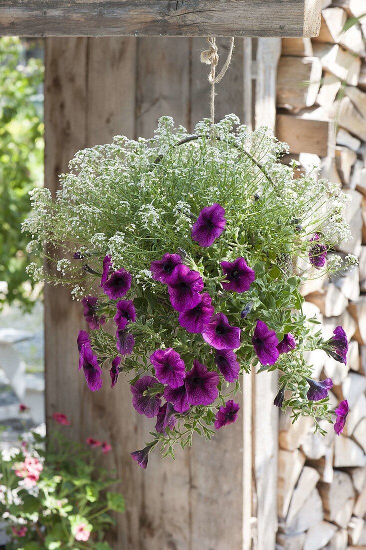 Basket flower basket with Petunia 'Merlot' and Lobularia