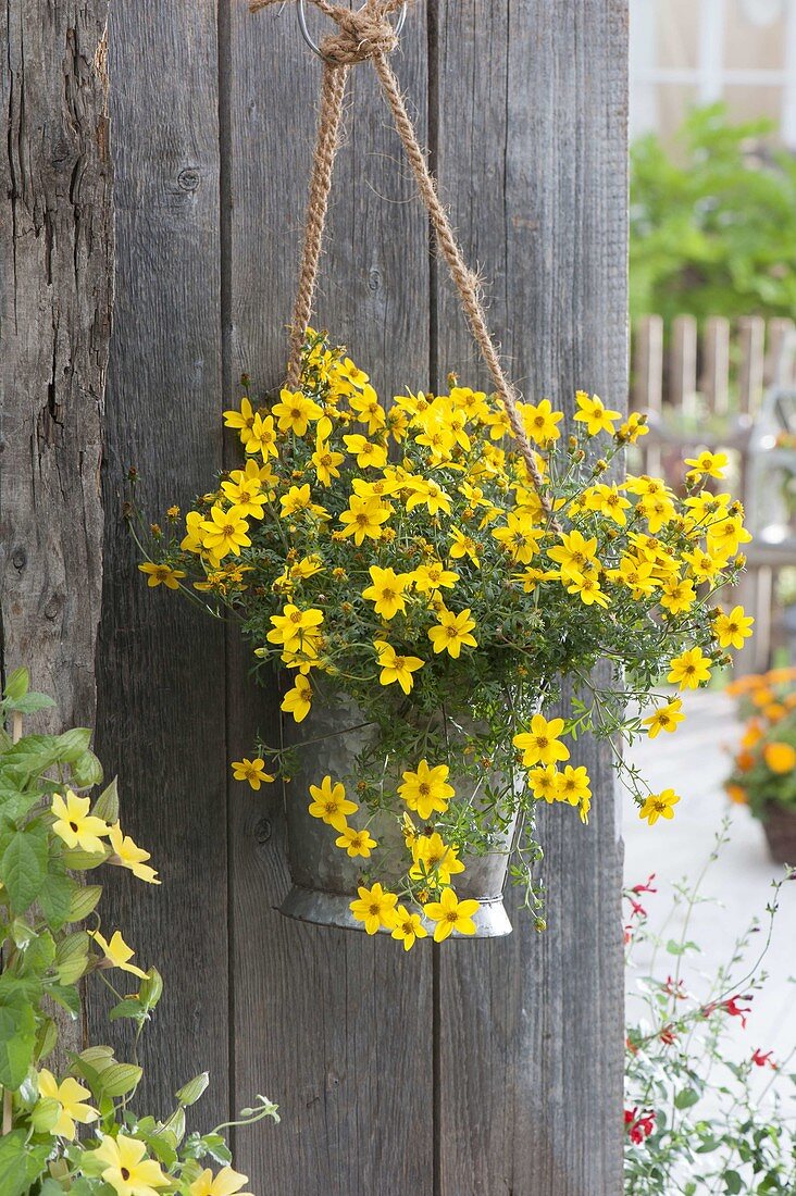 Zinc bucket with Bidens ferulifolia 'Solaire M Star' as hanging flower container