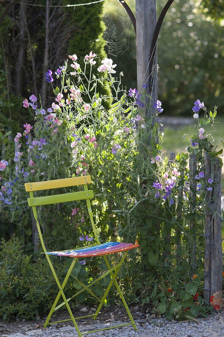 Chair next to fence, overgrown with Lathyrus odoratus (scented vine)