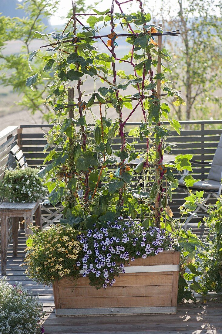 Holzkasten mit Gurken (Cucumis) am Spalier