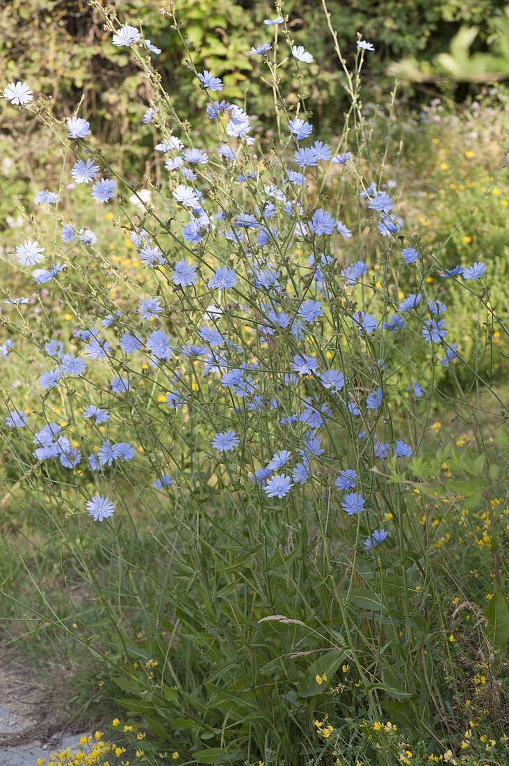 Cichorium intybus (chicory) in the bed