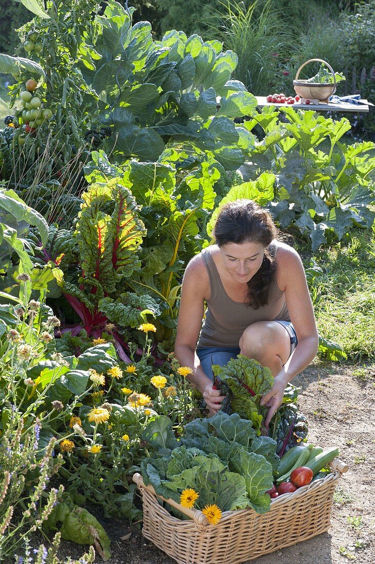 Frau erntet Gemüse im Biogarten