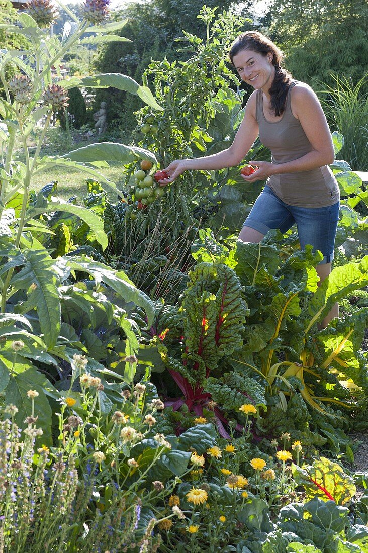 Frau erntet Tomaten (Lycopersicon) auf dem Huegelbeet