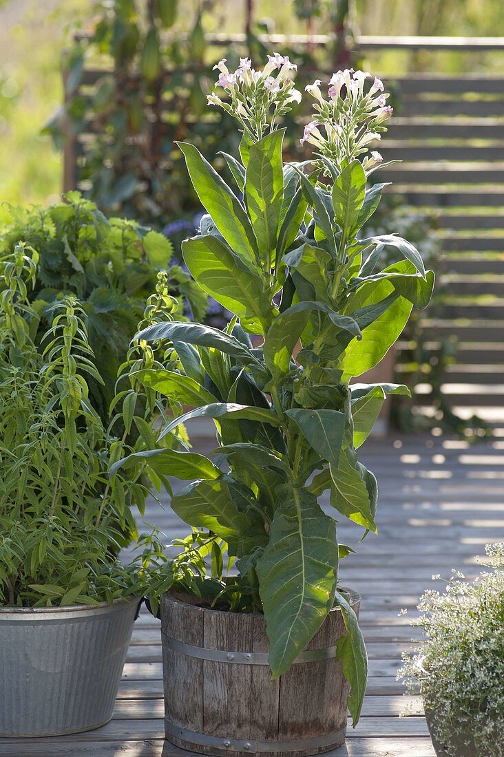 Nicotiana tabacum in wooden tub