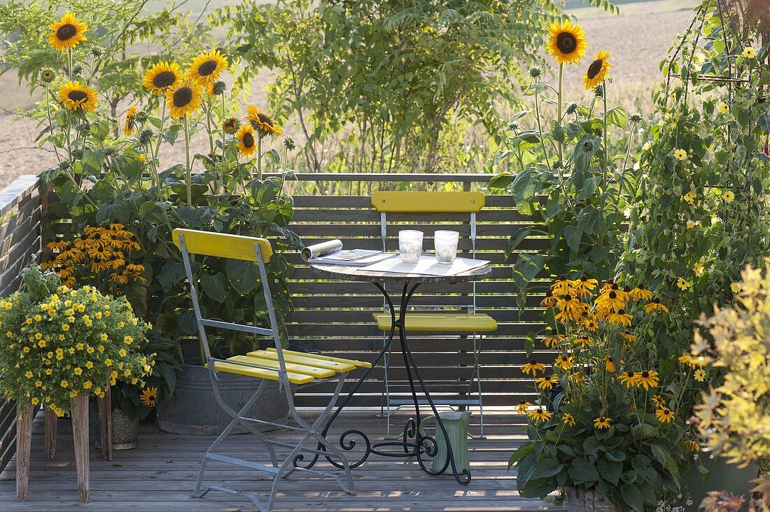 Yellow late summer balcony with Helianthus annuus (sunflower)