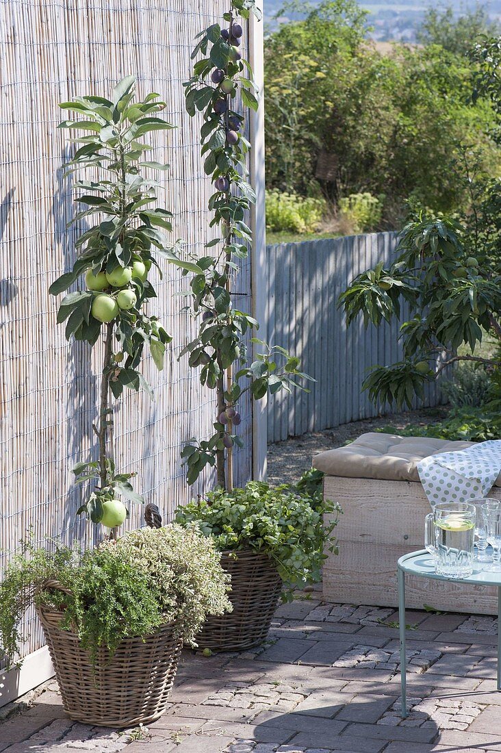 Pear fruit in baskets on the terrace