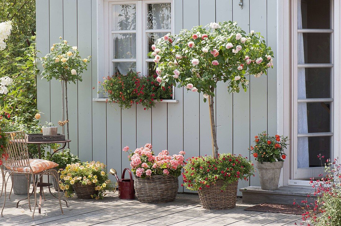 Terrace with roses and balcony flowers, Rosa 'Chippendale'