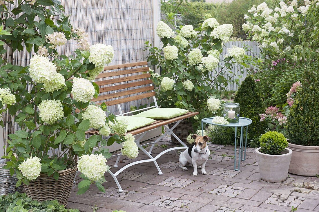 Sitzplatz auf Terrasse mit weissen Blüten