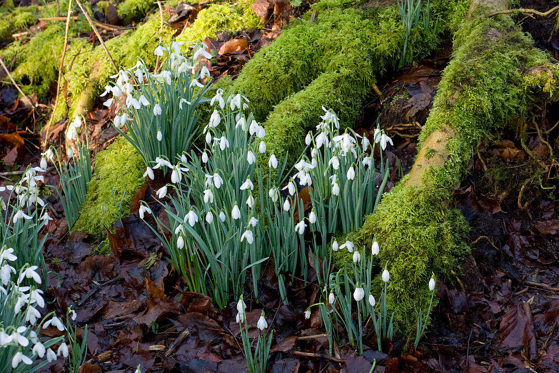 Welford Park, Berkshire