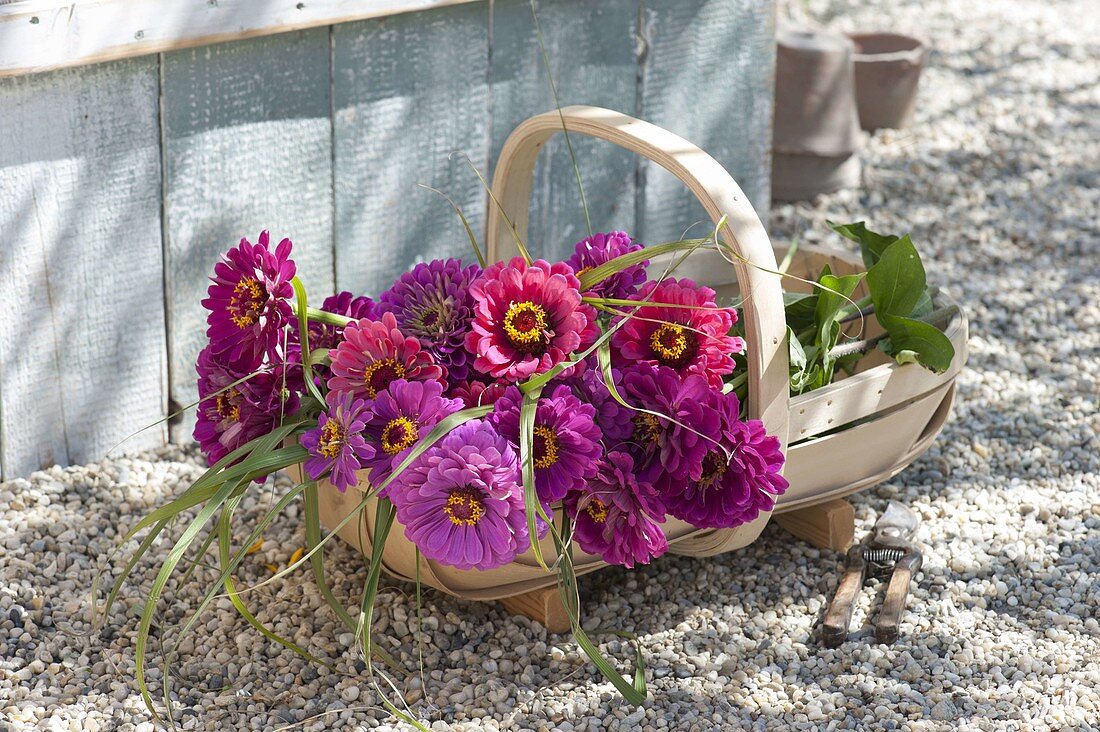 Frisch geschnittene Blüten von Zinnia (Zinnien) im Korb