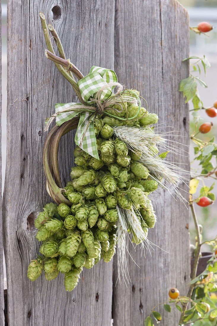 Wreath of hop vine, hop umbels laterally bound in grape