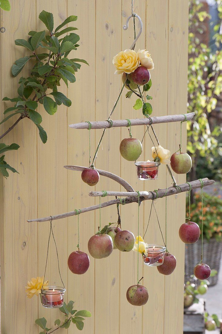 Mobile made of apples (Malus) and driftwood