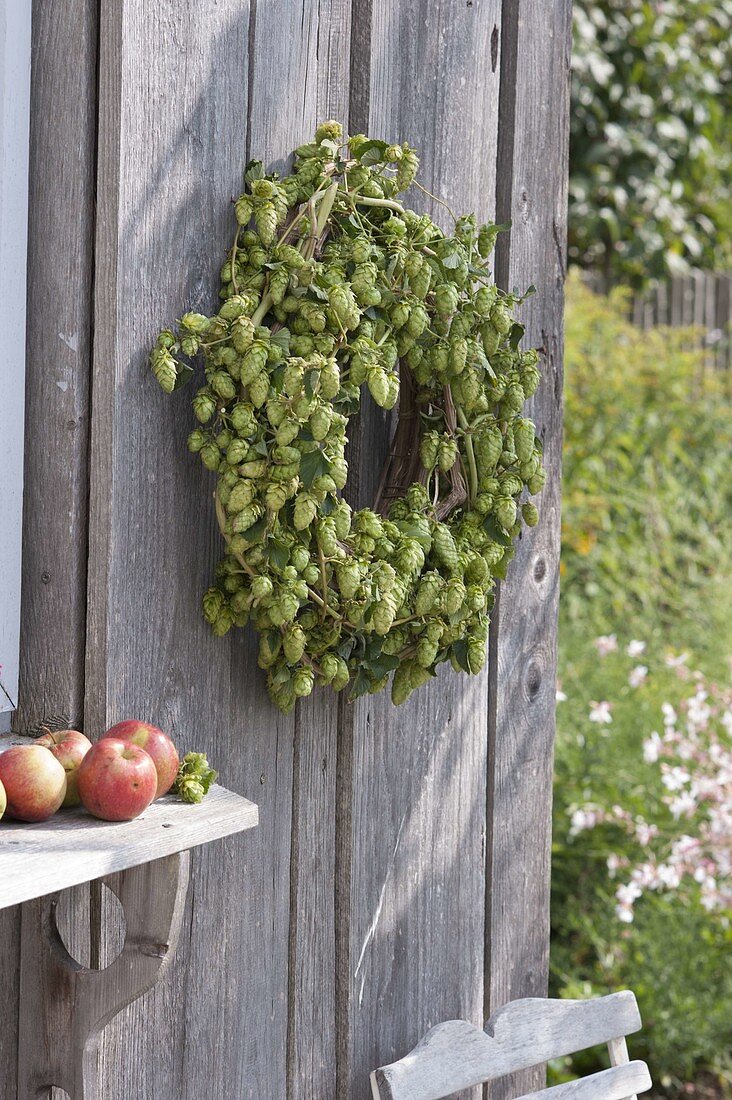 Humulus lupulus (hops) wreath on board wall