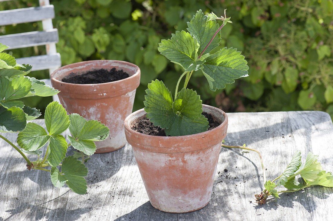 Plant offshoot of strawberries